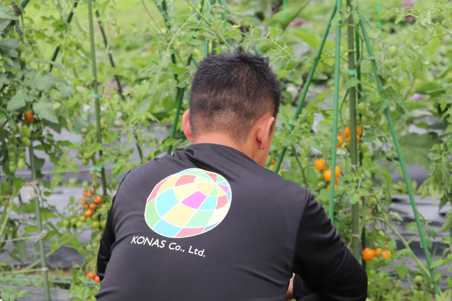 エンバイロコンを活用し野菜を栽培-株式会社KONAS